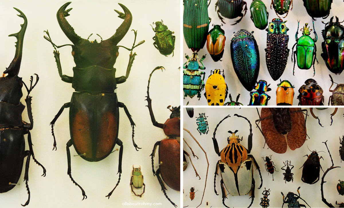 Insekten im Naturkundemuseum Karlsruhe via allaboutrohmy.com